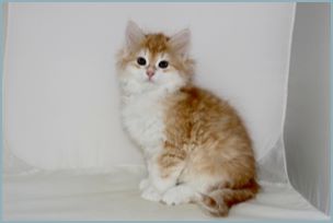 Male Siberian Kitten from Deedlebug Siberians